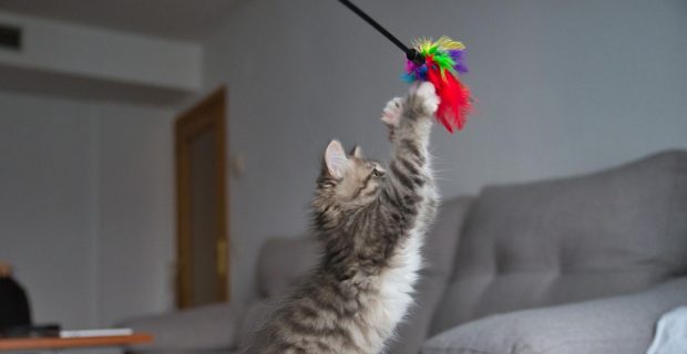 gato-siberiano-brincando-com-seu-brinquedo-gato-fofo-gato-hipoalergenico