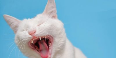 dentes gatos