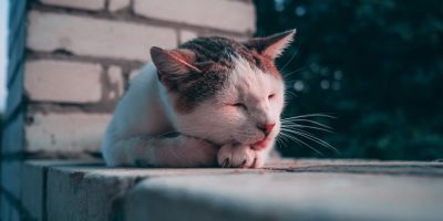 Diagnóstico precoce e terapias individualizadas redefinem o manejo do câncer em gatos