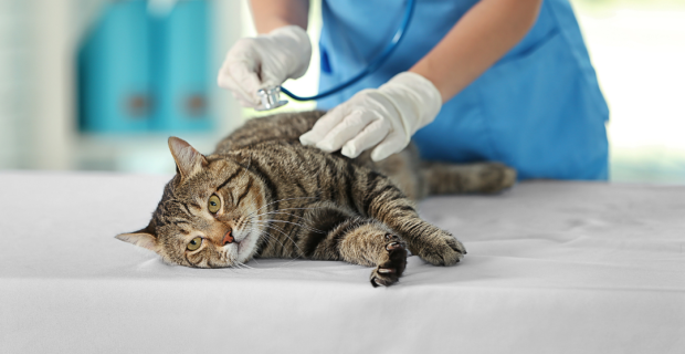 gato veterinário