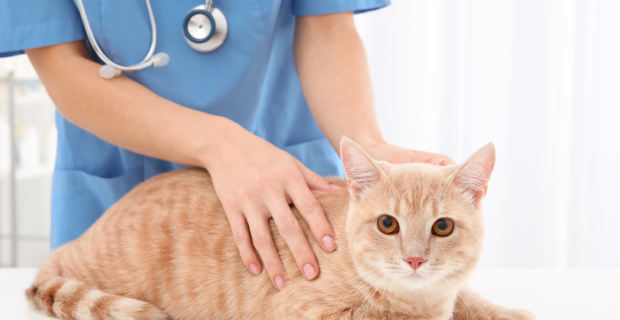 gato veterinário