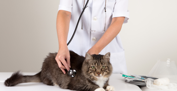 gato veterinário