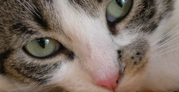 gato1