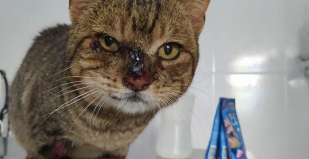 gato2-800x445