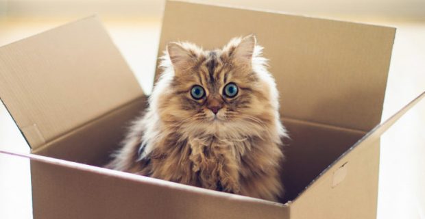 gato_caixa-1545838455