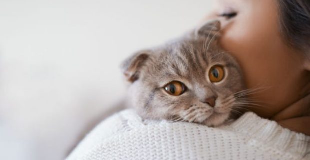 gato_colo