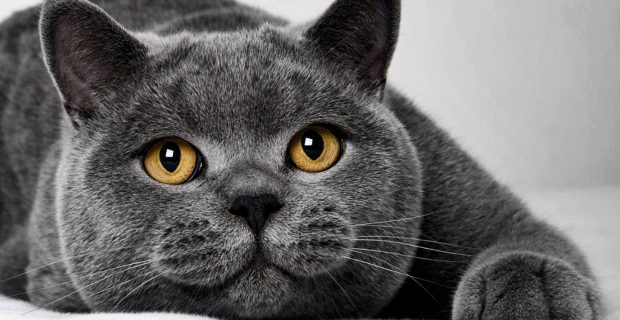 gato_reproducao