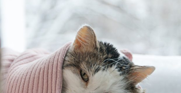 gatocancer