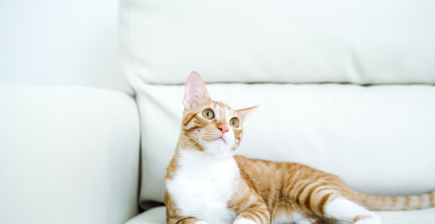 adoção de gatos