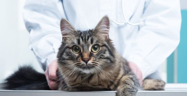 gatoclinica (1)