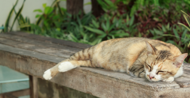 saúde dos gatos