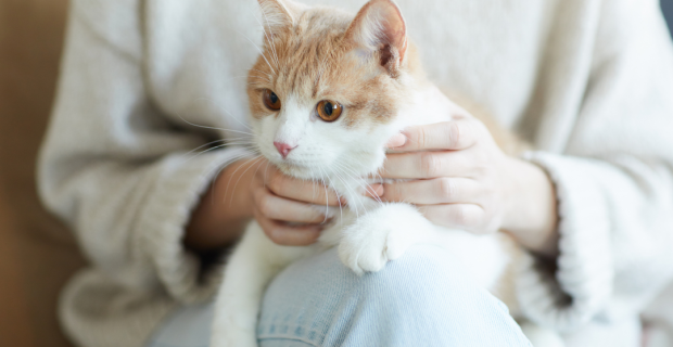 gatodono