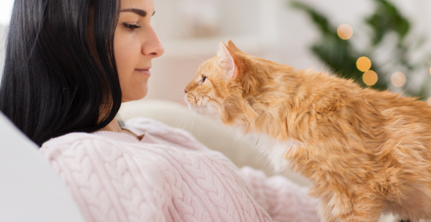características dos gatos