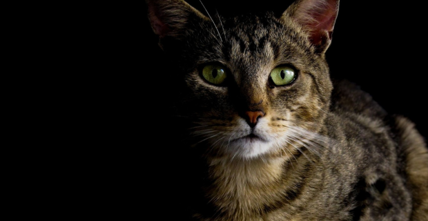 gatoescuro