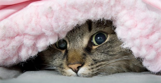 gatonofrio