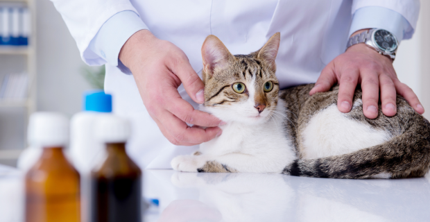 Campanha meu gato no vet