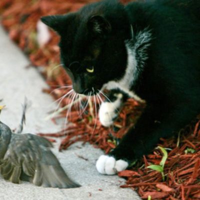 (SCI_CATS&BIRDS2_CLH) A domestic short hair cat tries to attack a European Starling near the cat's home in the King-Lincoln neighborhood, May, 2009. The bird escaped. (Dispatch Photo by Courtney Hergesheimer)