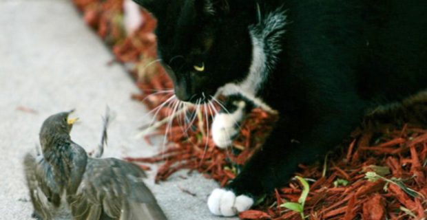 (SCI_CATS&BIRDS2_CLH) A domestic short hair cat tries to attack a European Starling near the cat's home in the King-Lincoln neighborhood, May, 2009. The bird escaped. (Dispatch Photo by Courtney Hergesheimer)