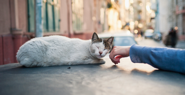 gato de rua