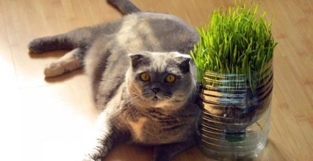 gatos
