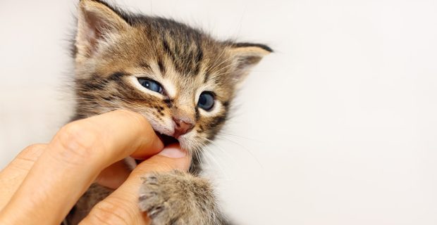 gatos filhotes (1)