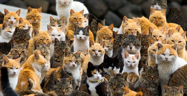 gatos