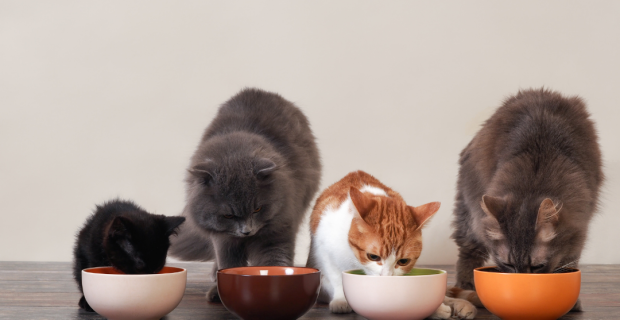 gatos