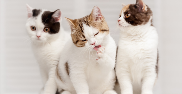 dia do gato: pet gosta de companhias?