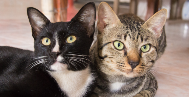 gatos