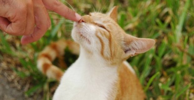 gatos_2