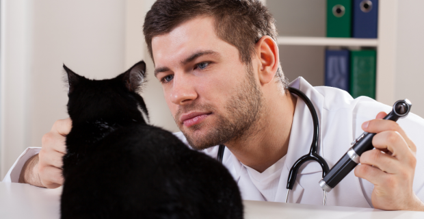 gato no veterinário