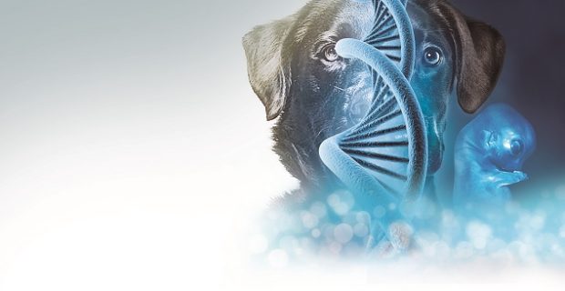 gene