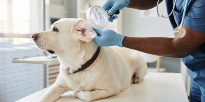Gloved hands of veterinarian with magnifying glass examining ears of dog