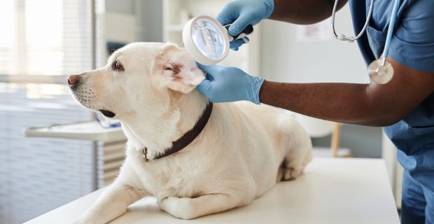 Gloved hands of veterinarian with magnifying glass examining ears of dog