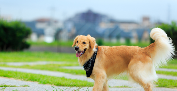 golden retriever