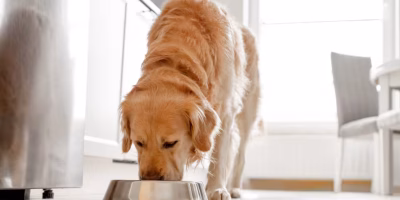 Estudo aponta boa aceitação de alimentos úmidos à base de insetos por cães