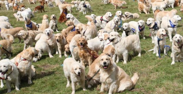 golden_retriever-1549646975