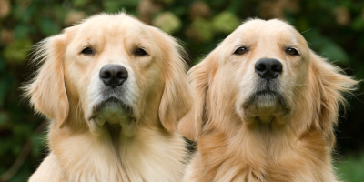 goldens