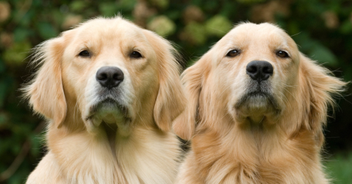 goldens