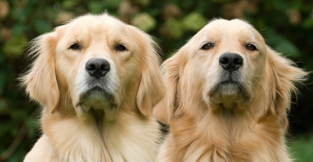 goldens