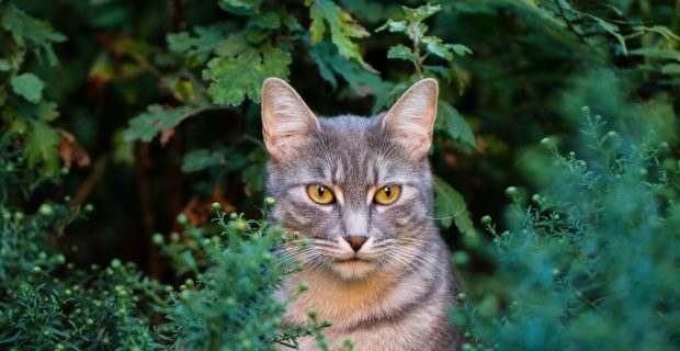Gray cat