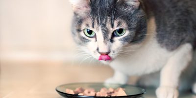 gray-cat-with-big-green-eyes-eats-the-pieces-of-meat-from-the-glass-plate-and-licks