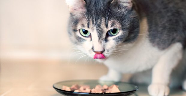 gray-cat-with-big-green-eyes-eats-the-pieces-of-meat-from-the-glass-plate-and-licks