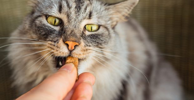 Gray domestic cat eats pet treats with vitamin supplements