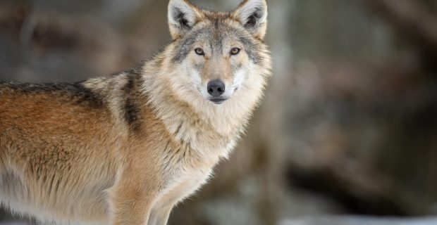 Gray wolf in the winter forest. Wolf in the nature habitat