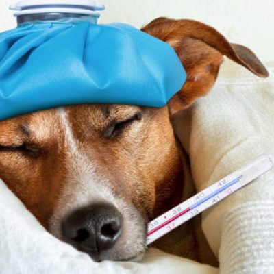 gripe-1559569319