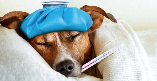 gripe-1559569319