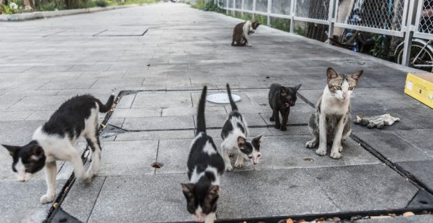 gatos de rua