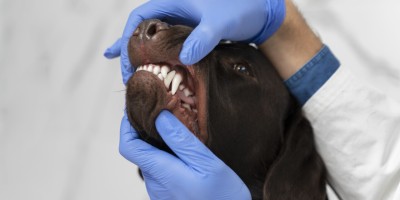 Doença periodontal em cães: como identificar, tratar e orientar o responsável em casa