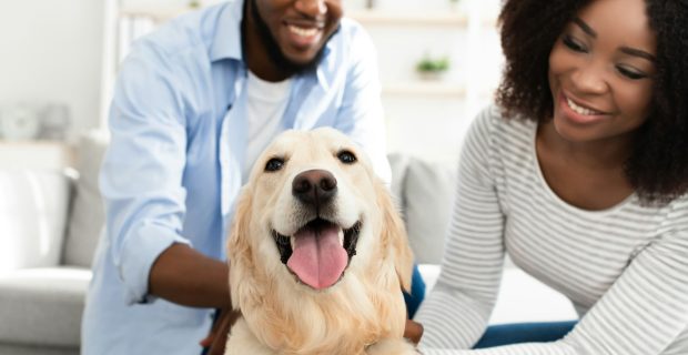 Happy black couple playing with their happy pet at home
